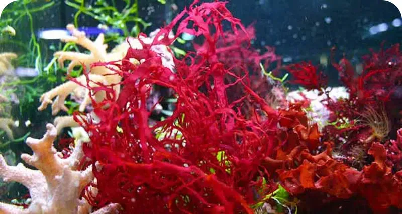 LuminEye™ Astaxanthin supports eye fatigue and screen strain relief