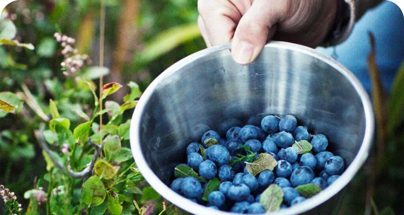 LuminEye™ Bilberry supports night vision and low light clarity